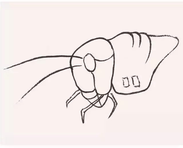 分步骤讲解蝗虫工笔画的画法