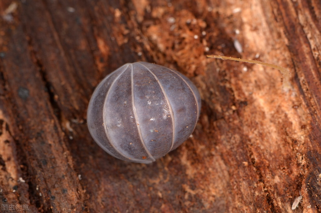 这五种小虫子，我想大家在家里都见过