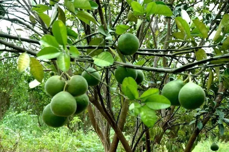 道地药材之粤十味(上)