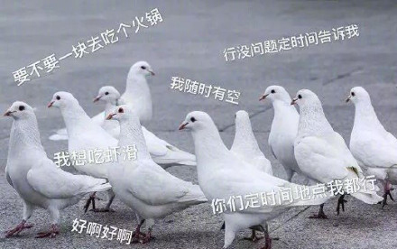 鸽子表情包｜我正在走呢，不要急