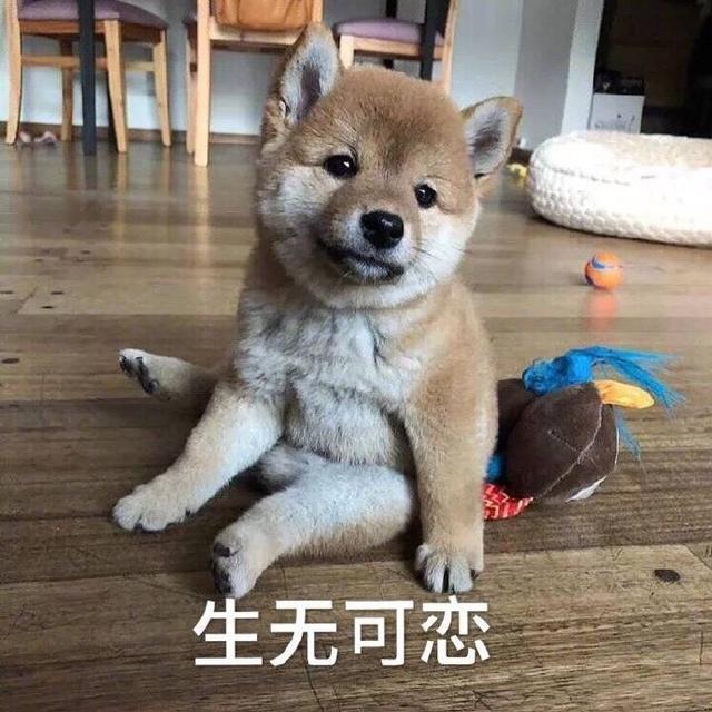 小柴犬的表情包来个热吻吗？宝贝儿