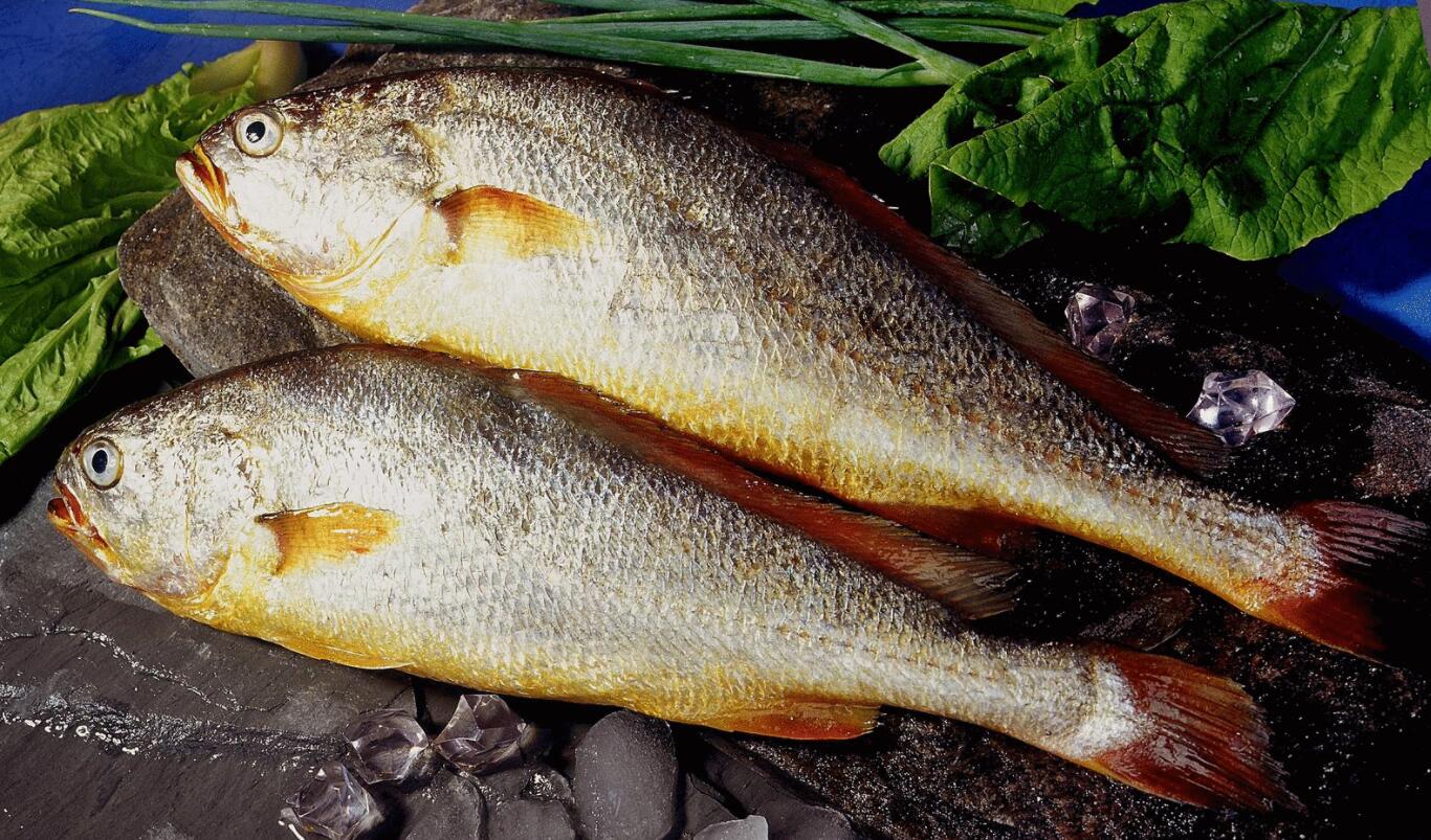 野生大黃魚為什么這么貴,