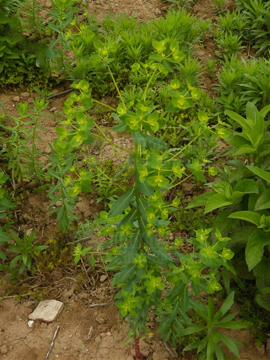 小巴豆,见过吗?外用祛黑痣,瘊子,顽癣