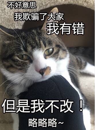 问妈妈要零花钱系列猫咪表情包