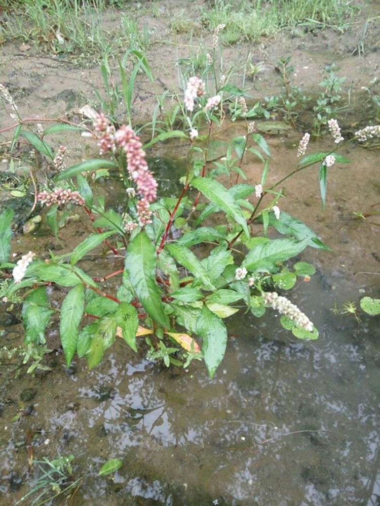 蓼科植物,它的植株高度中等,葉片披針形,花朵粉紅色,人們常水蓼或辣蓼