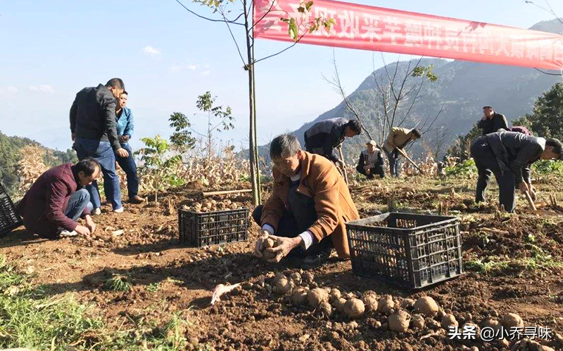 南方人从小就吃，其实全株含毒，如今5元一斤，农民大量种植