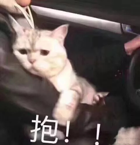 撒娇专用的猫咪表情包给你个机会偷亲我