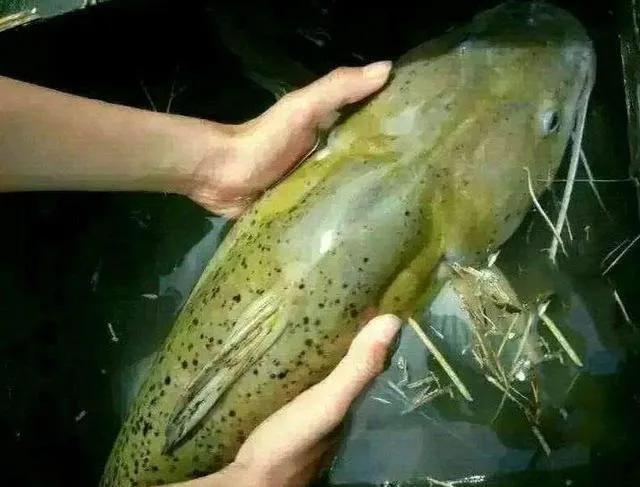 芝麻劍魚,