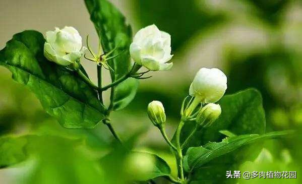 茉莉花喜阴还是喜阳（这5个小技巧就能让茉莉花开不断）