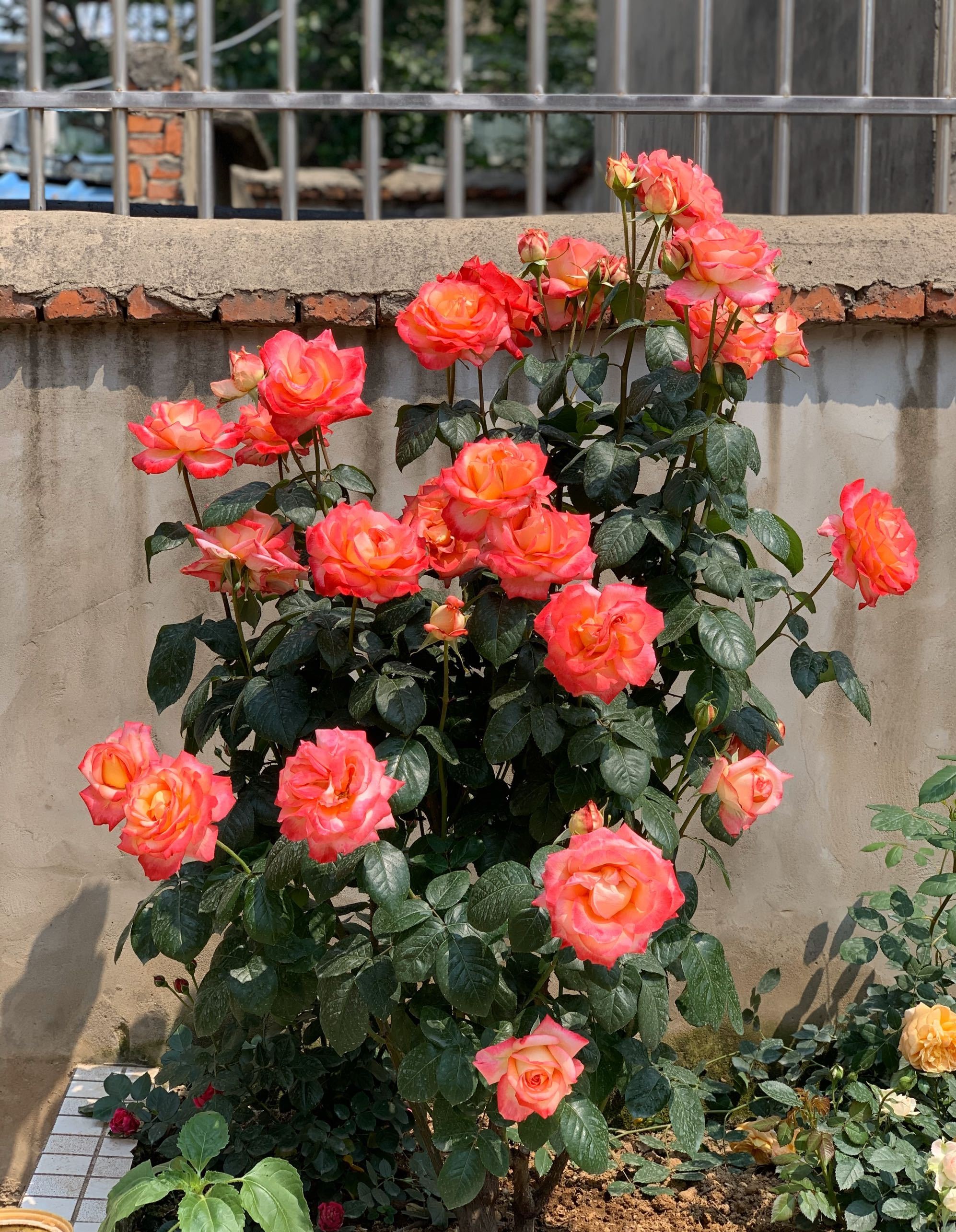 月季花彩云怎么养详细介绍「精心整理」 -骁龙网