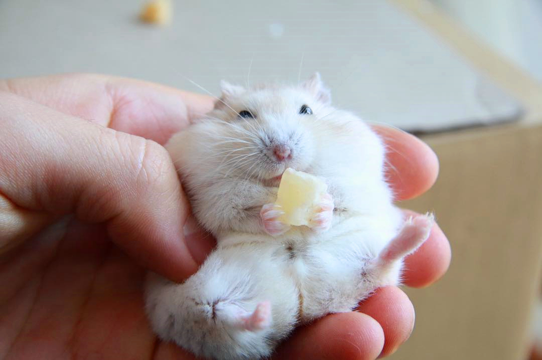 仓鼠也是吃货,馋嘴银狐爱上威化饼干,吃相让主人很为难 - 114货源网