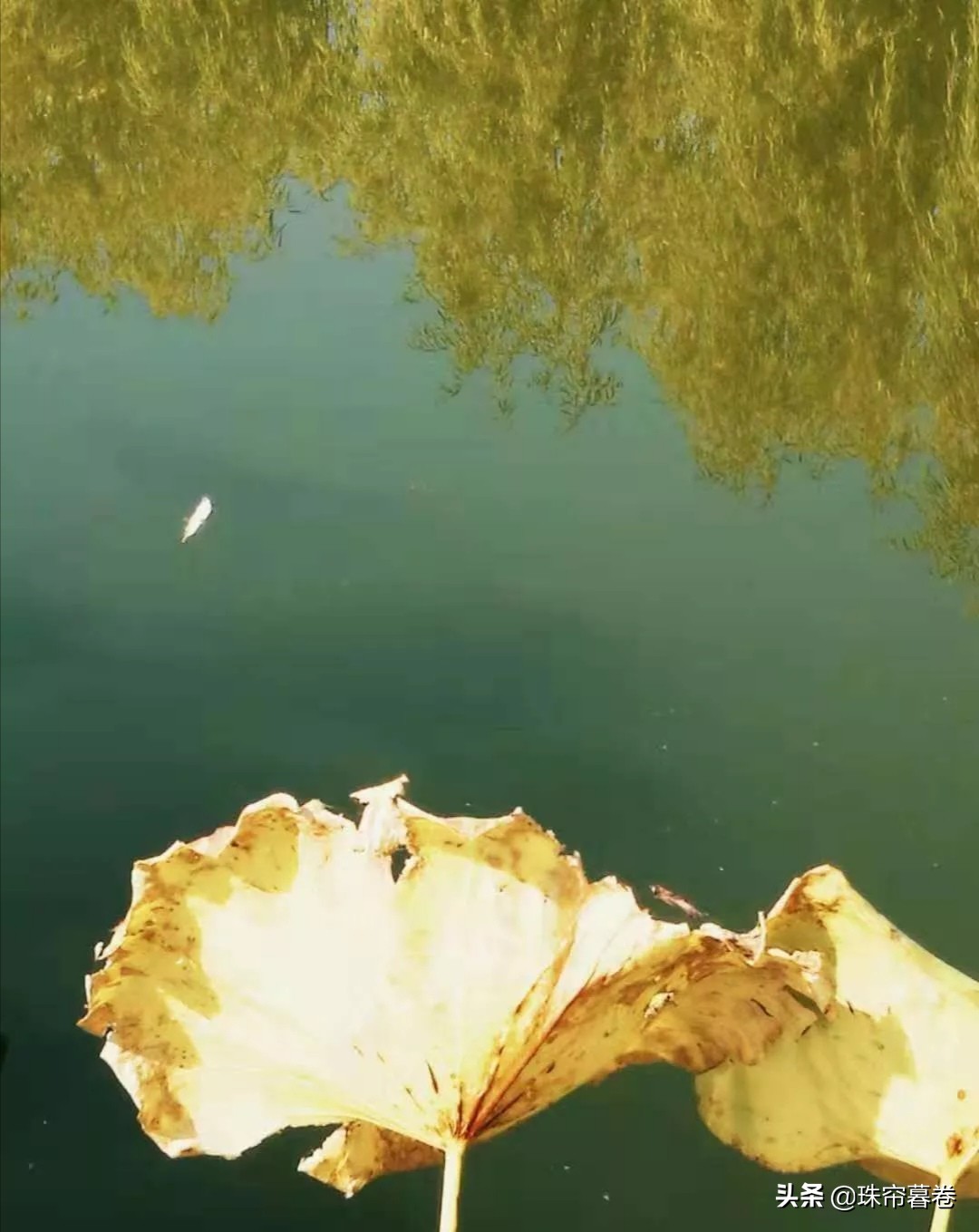 秋风中的残荷将枯败凋零成了风骨，又何尝不是一种凄美