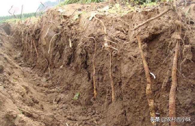 山药种植方法和时间（干货分享山药的种植小窍门）