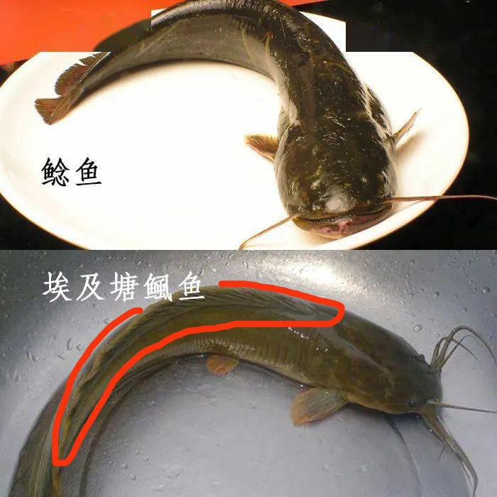 青鲇魚,青鲇魚的做法