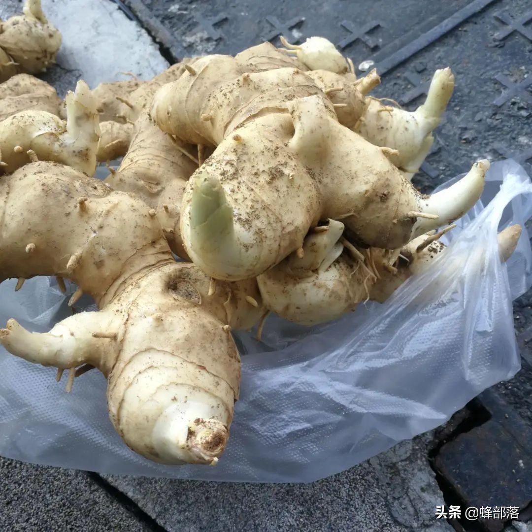 黄精药食两用功能强大，为什么种植很少？良莠不齐，3招辨品质