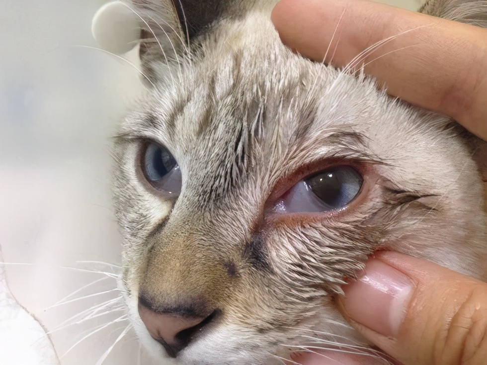 猫咪眼睛突然变色？可能是葡萄膜炎