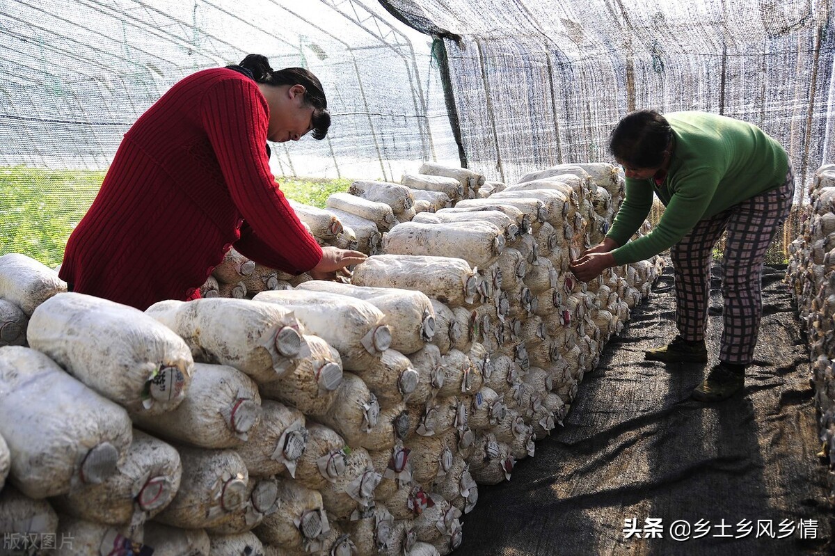 平菇栽培技术（干货分享平菇的种植小技巧）