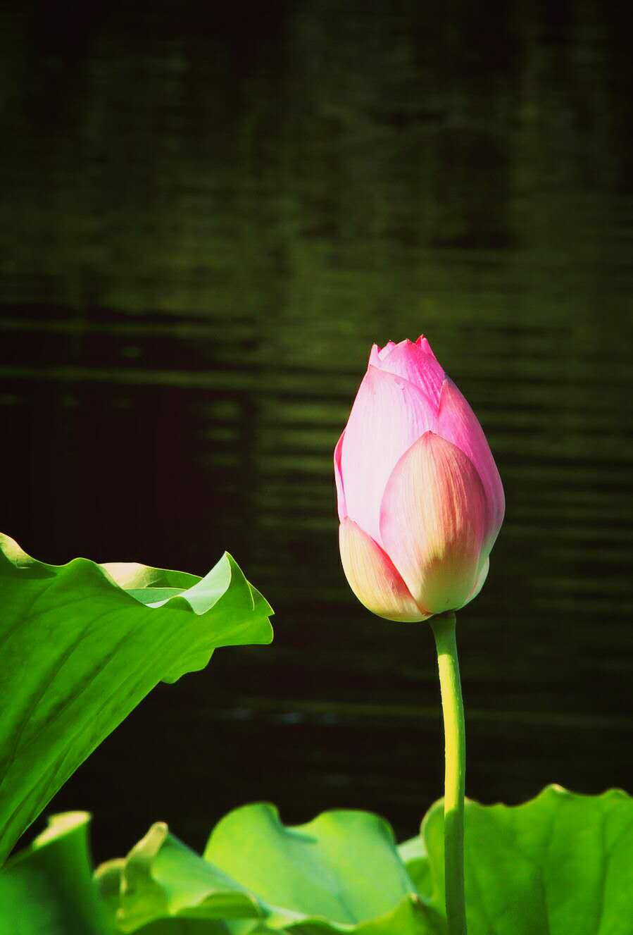 知性的成年人,才会有发现美的眼睛和心灵