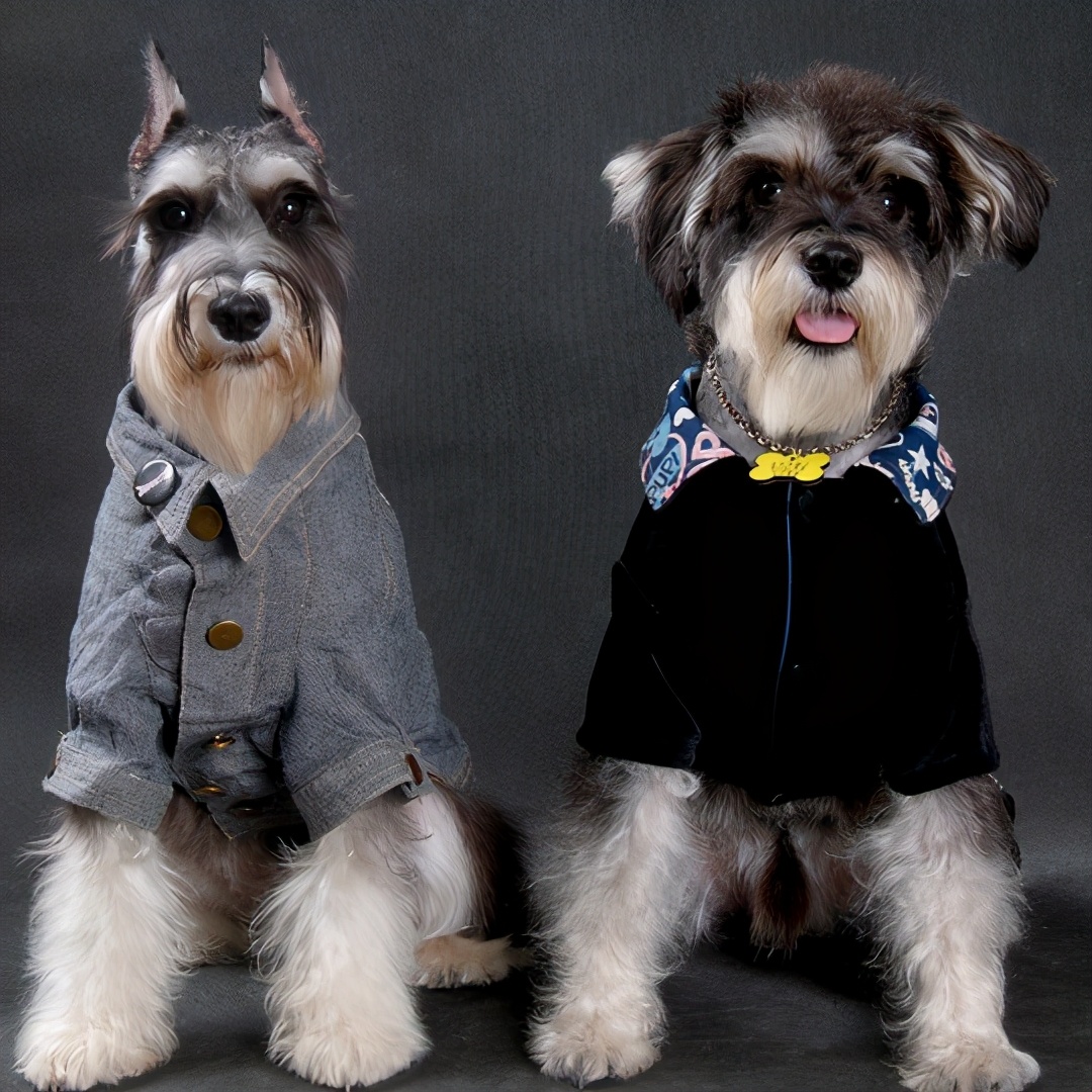 比起泰迪犬，为何养雪纳瑞的人比较少？
