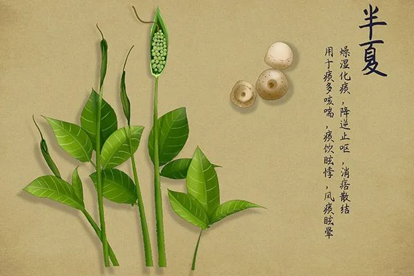 来看中药半夏的拌种效果(半夏用什么药拌种)