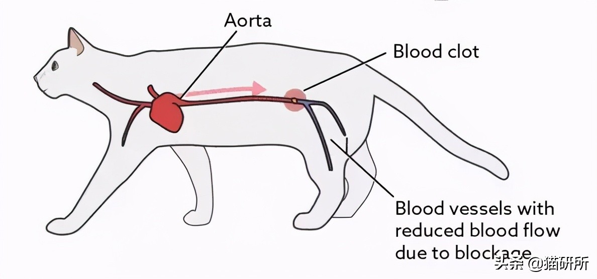 从瘫痪到死亡只有几小时，猫血栓到底有多凶险？