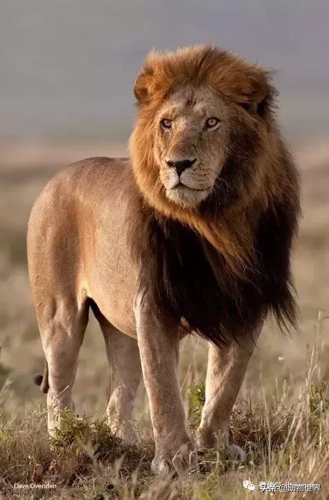 動物世界-豹的概述