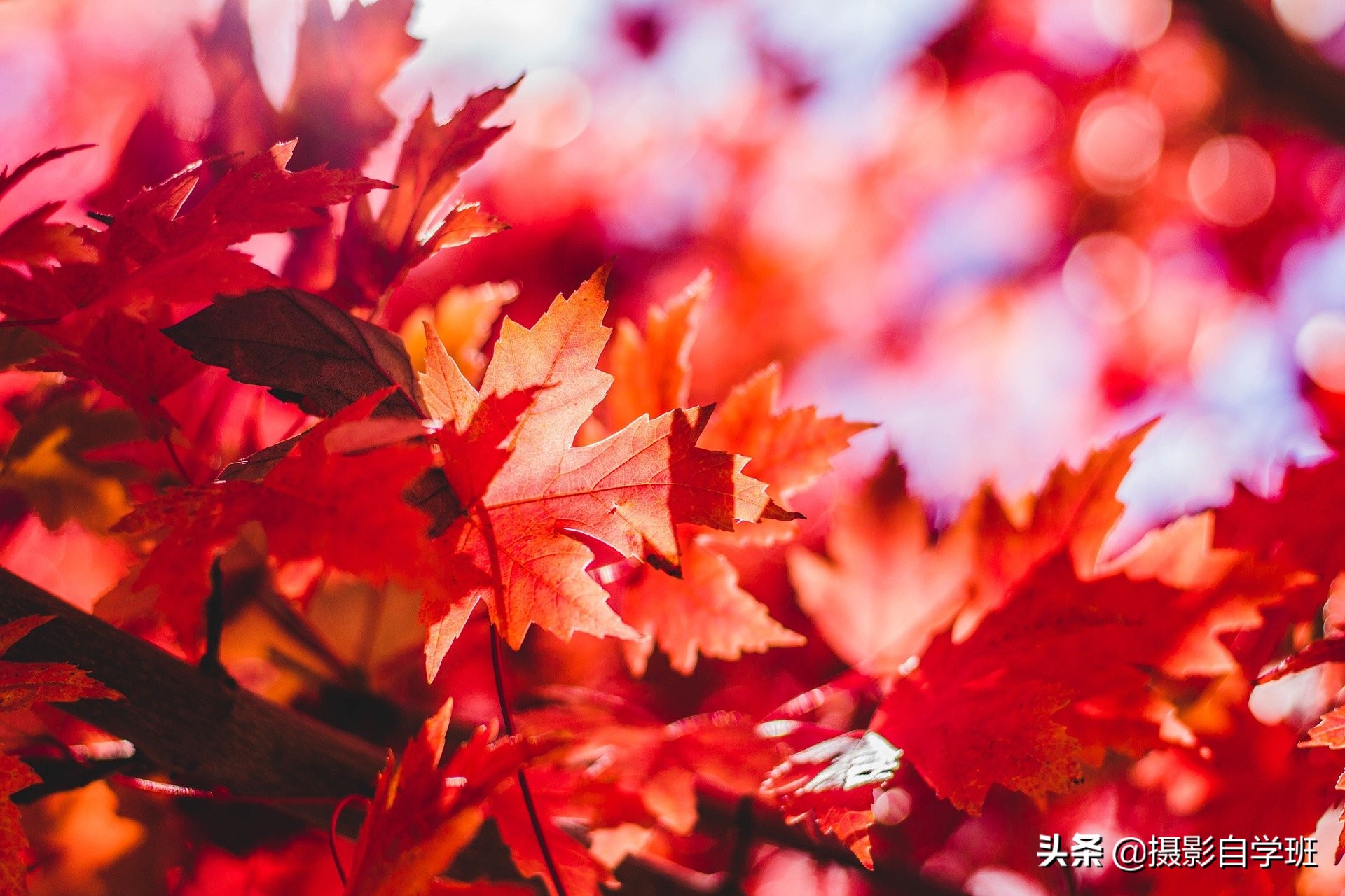 随处可见的树叶，可拍得这么好看，这些秋叶摄影技巧你会吗