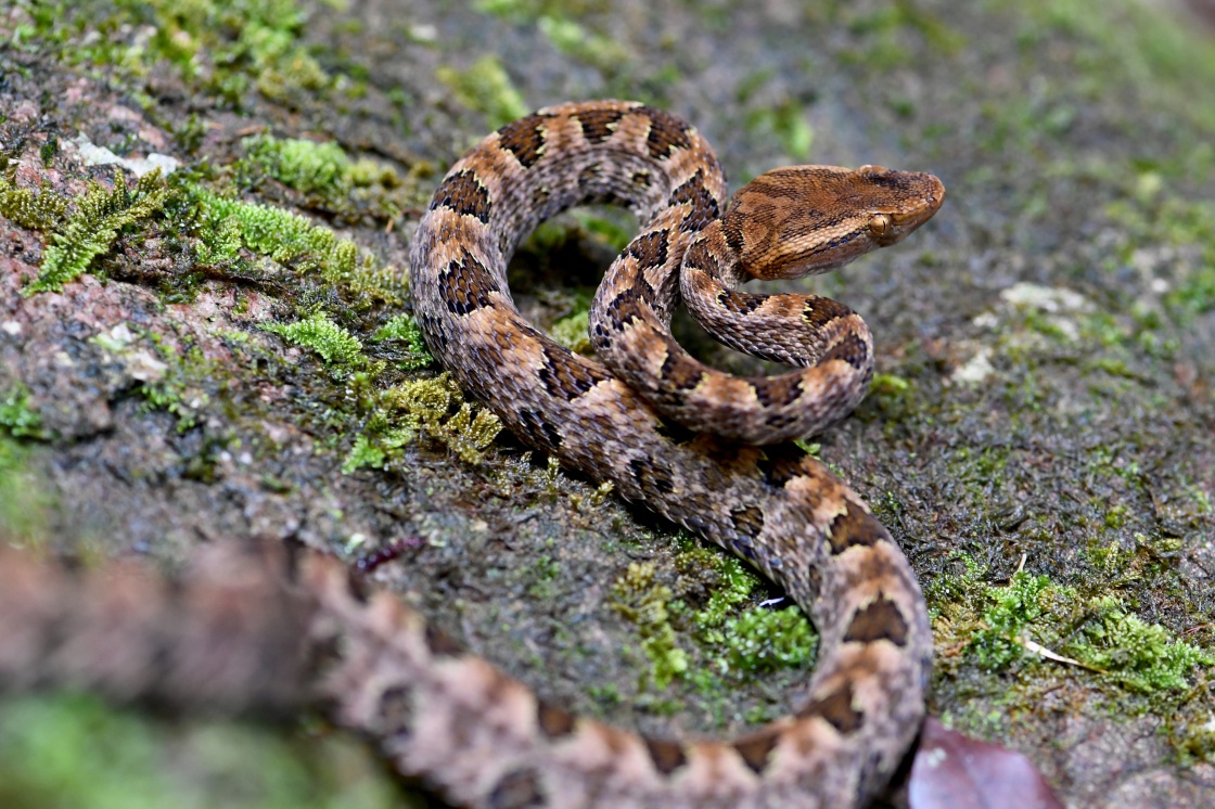 广东一女子被剧毒"烙铁头"咬伤!这蛇有多毒?被咬了怎么办?