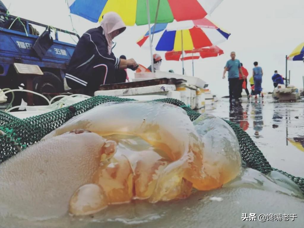 十月这5种海鲜适合常吃，味道鲜美还不贵，关键营养还极高