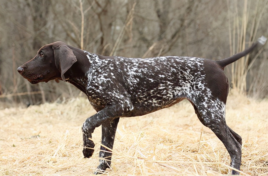 忠犬八公是什么狗(上班族养什么狗最省心) - 家电维修网