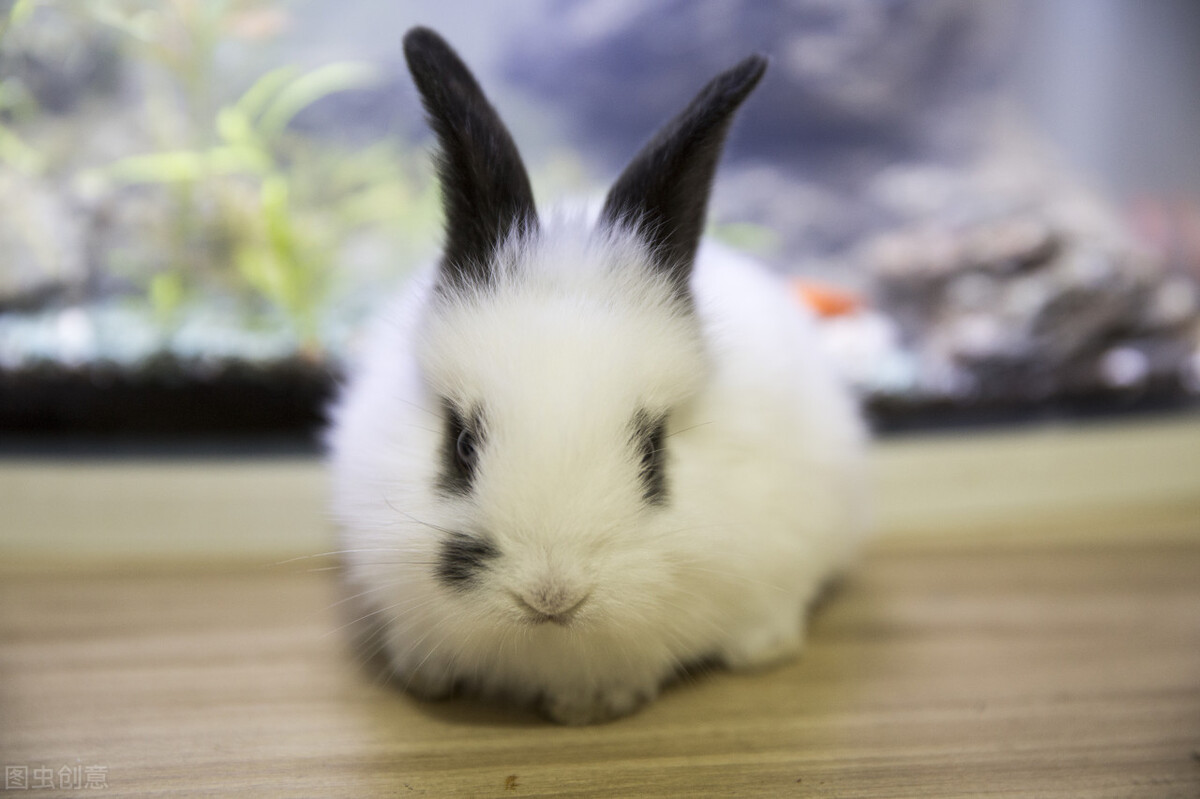 宠物兔饲养方法介绍，温度、环境的注意事项和基本常识