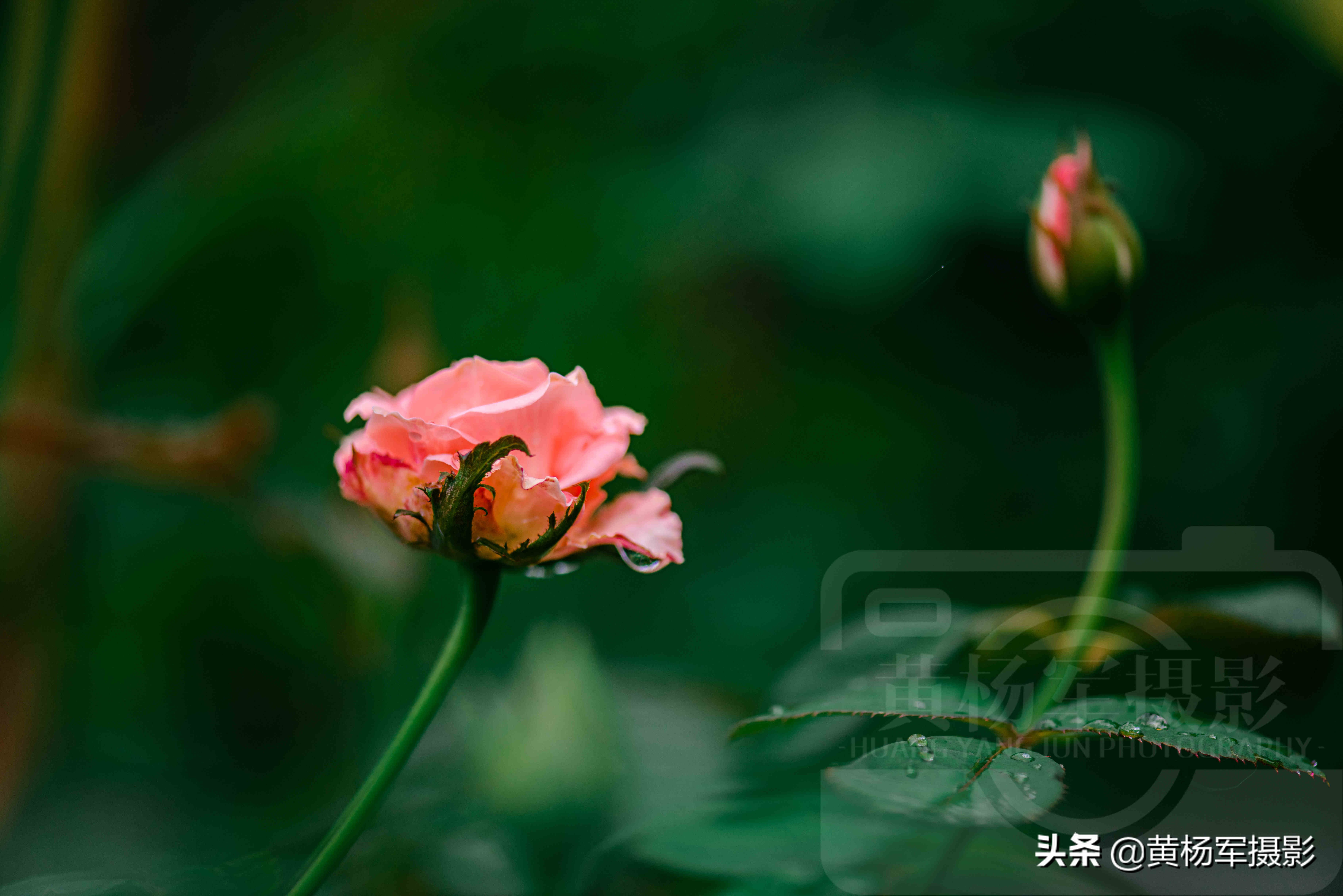 雨中娇艳盛开的玫瑰花，娇媚百态的花朵格外迷人，花朵芬芳自然美