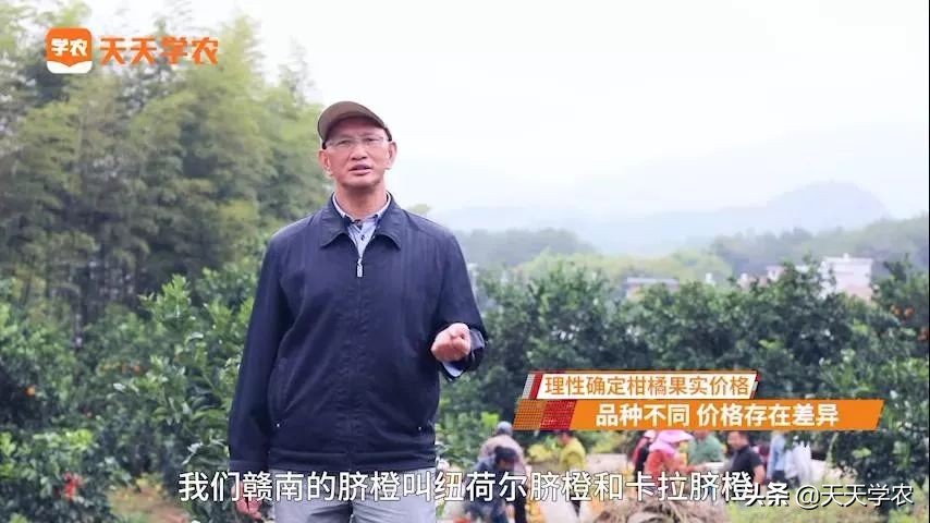 赣南脐橙即将开摘，果价怎么定？果农和果商之间的博弈，必须要懂