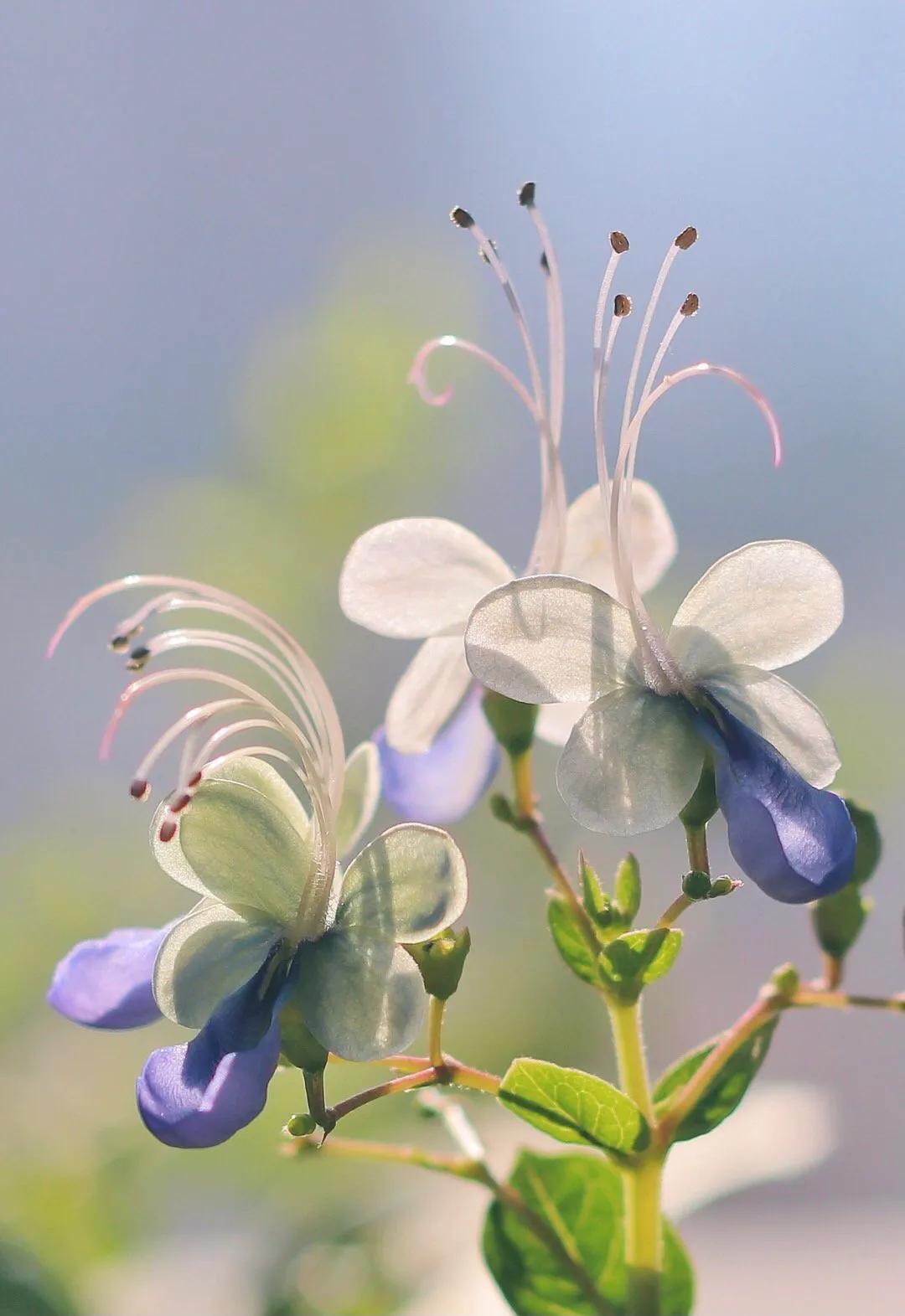 新型阳台盆栽花木—蓝蝴蝶，数姿美观，花似蝴蝶，四季都有花开