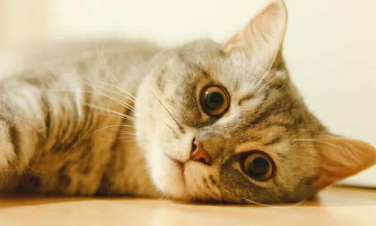 听说受人欢迎的猫咪，都学了这6种道歉方法