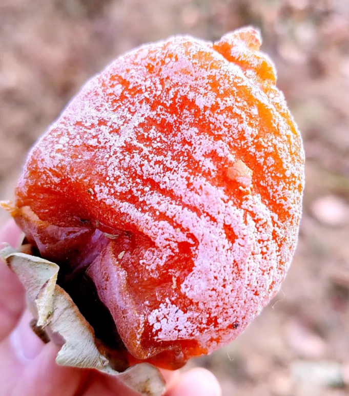 这美名远扬的富平吊柿(富平吊柿口感) - 114货源网