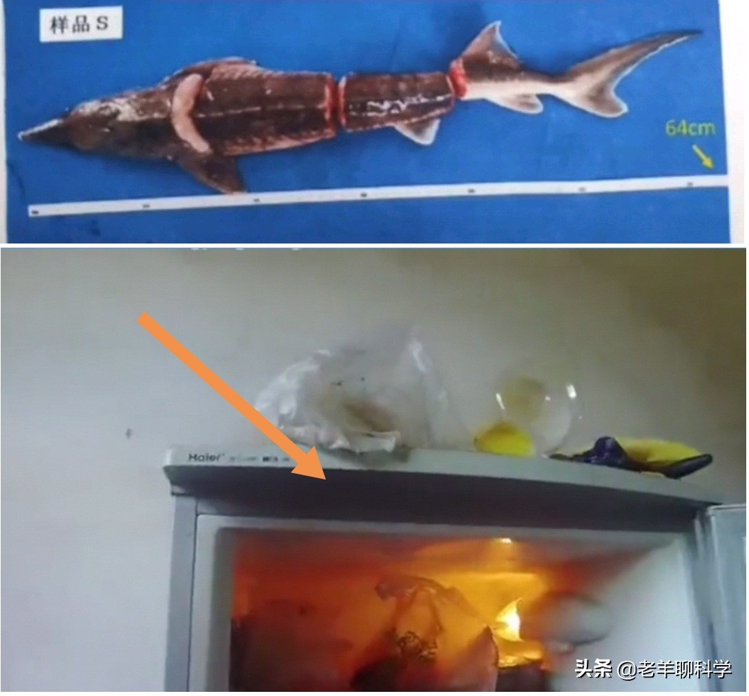 价值50万：野生中华鲟被捕杀，男子水坑中抓怪鱼真不认识中华鲟？