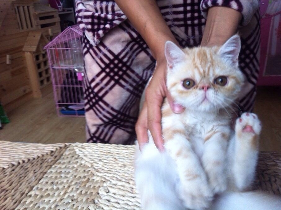 购买猫咪的时候，有几句话不能说，不然你会被“坑”