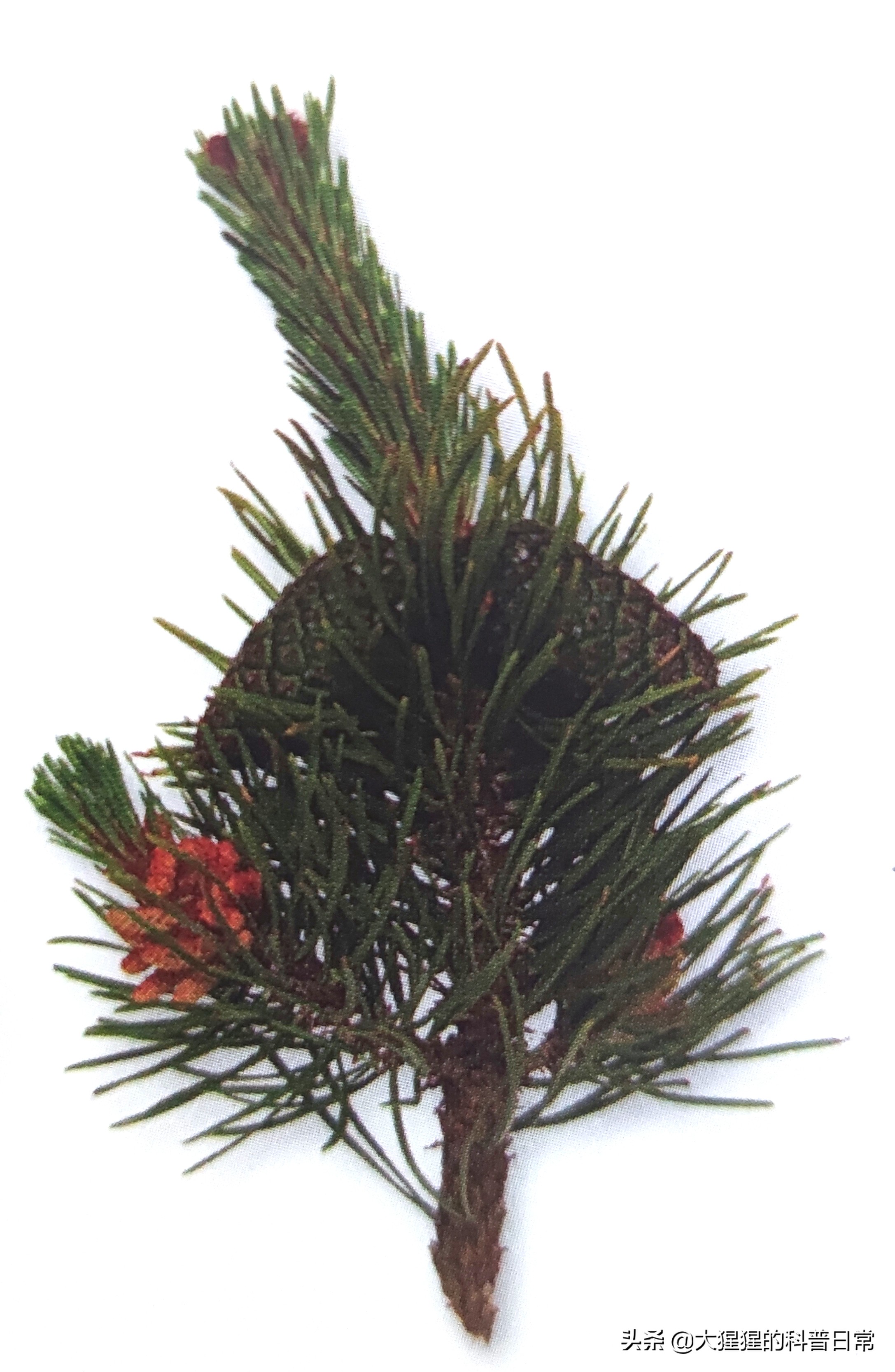 常见松柏类植物,松柏类植物_大山谷图库