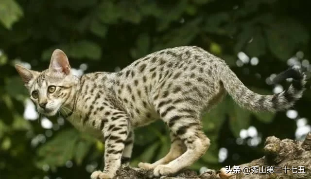 最名贵的猫咪图片