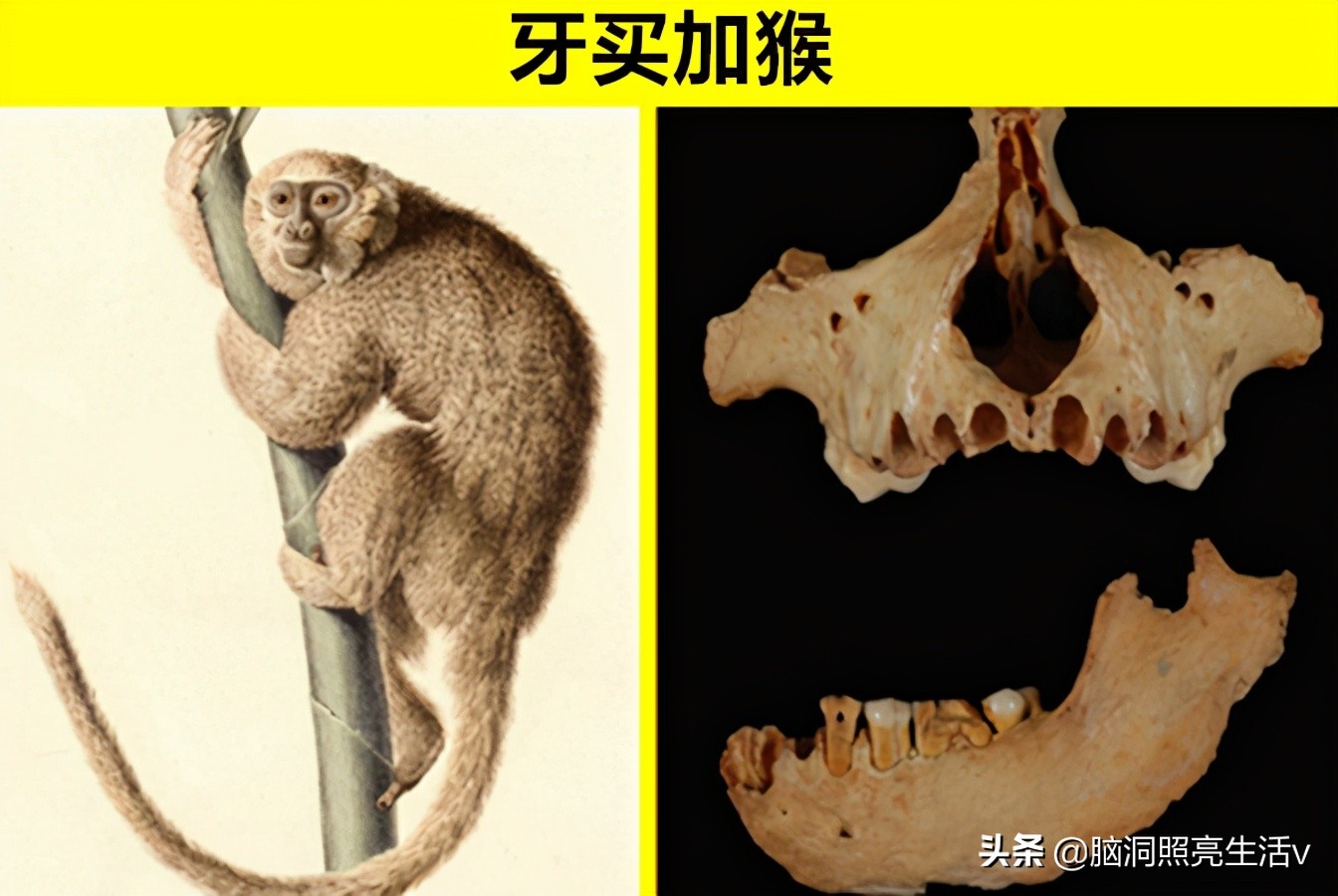 鲜少有人能够知晓的，8个只存在于史前文明的神秘动物
