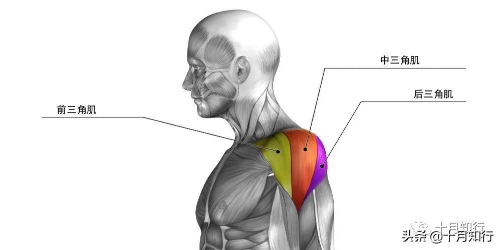 提高整體練肩效率，了解三角肌再去練，5個動作把肩練寬練飽滿