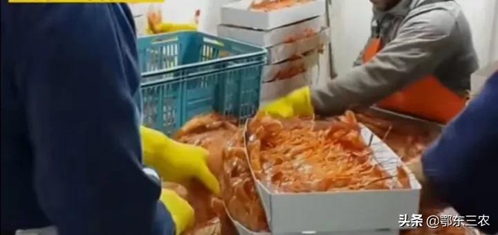 渔民在大海捕捞，下一次海能捞100多吨鱼虾上船立即冰冻，真赚钱