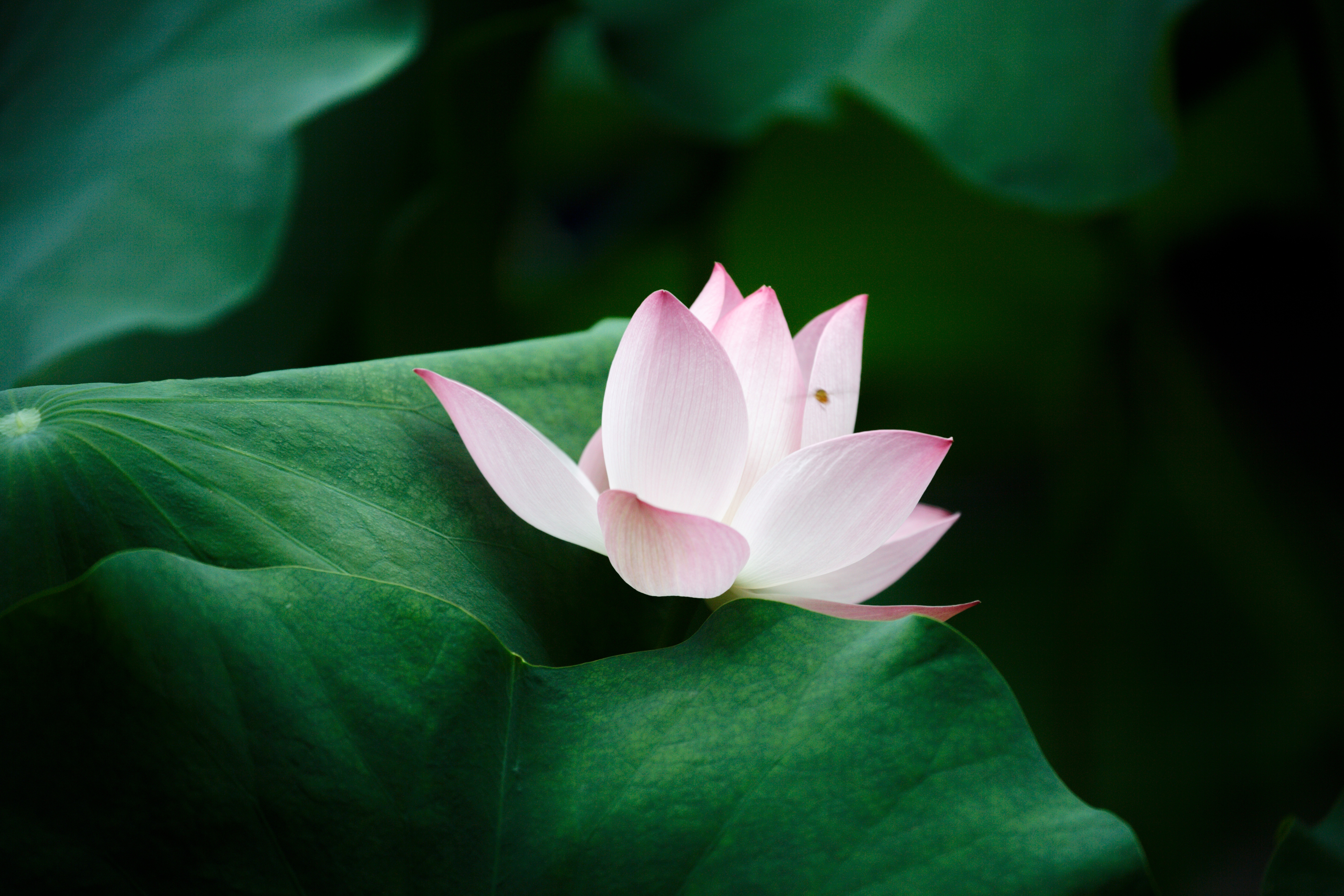 荷花 高洁 圣洁 清新 脱俗