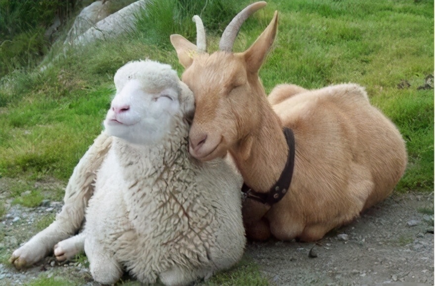 羊和狗相配婚姻如何图片