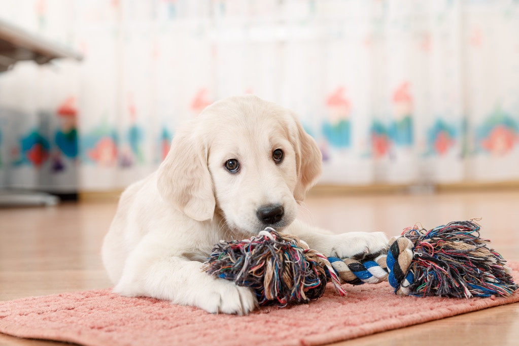 怎么解决幼犬晚上叫的情况（5个小招解决小狗整夜叫不停）