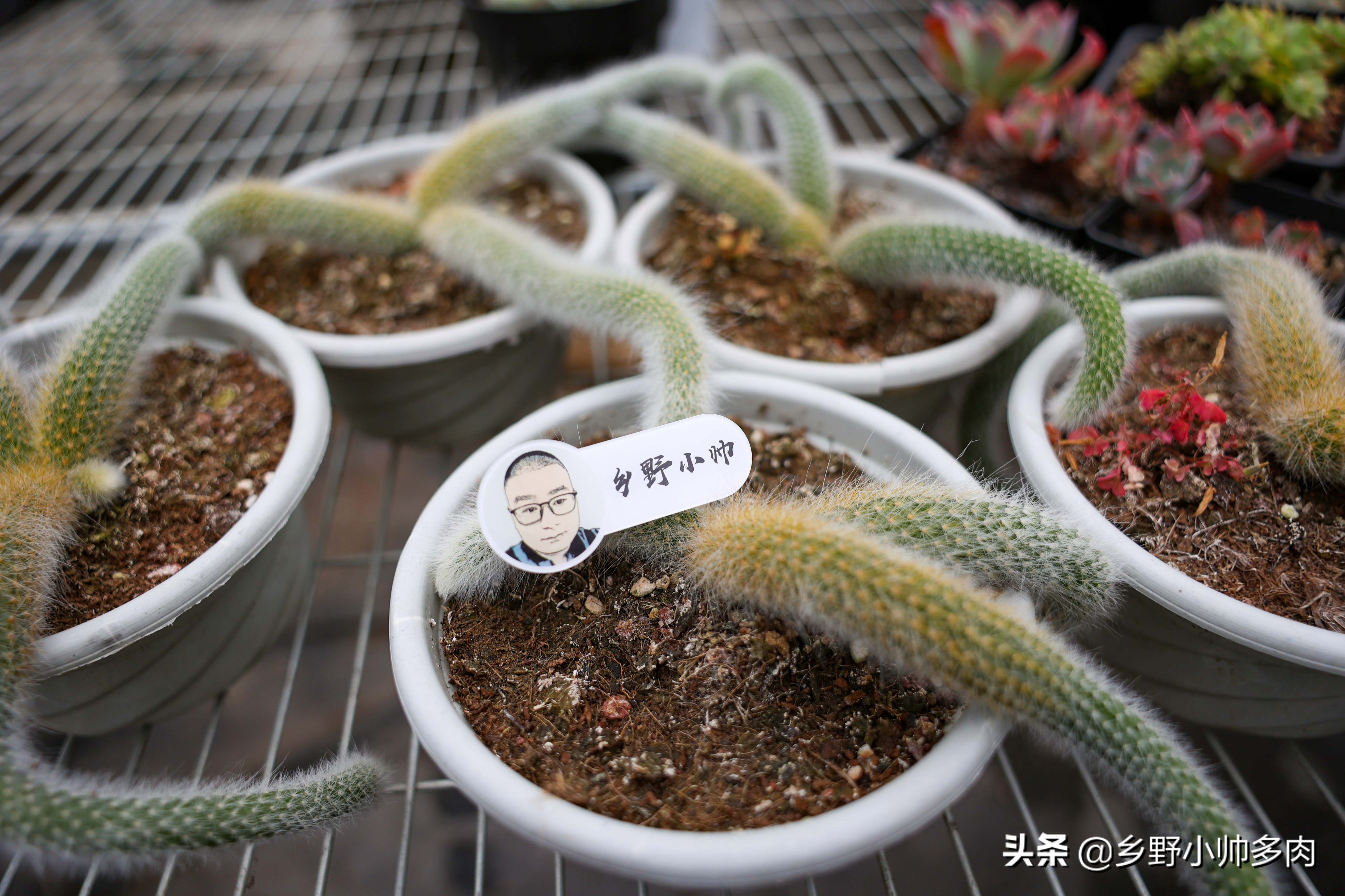可可爱爱的九尾狐,从扦插到养护,你想要的都在这里了