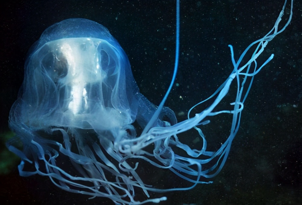 澳洲方水母(世界十大毒王之首"澳洲方水母")