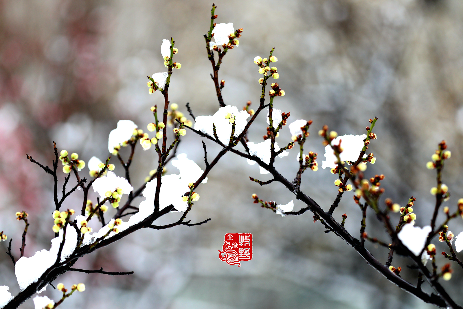 傲雪迎春红梅图图片