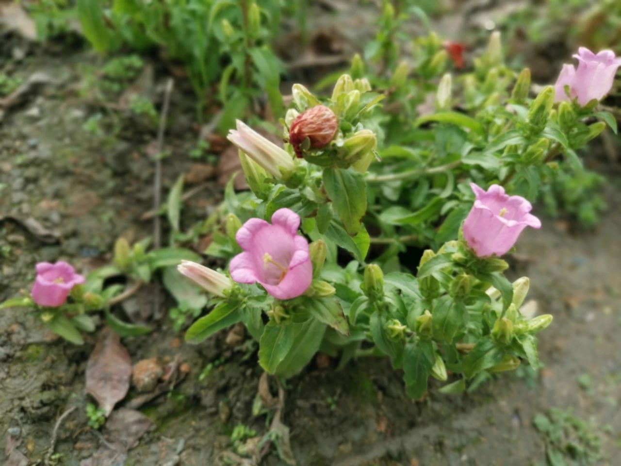 三四月份开的花（3月份灿烂开花的观赏花卉）